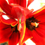 71009-commenting