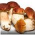 свежие белые грибы