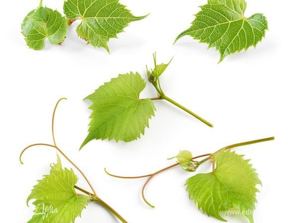Виноградные листья молодые