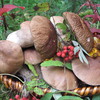 Паста с белыми грибами