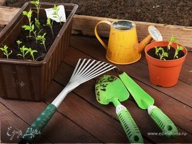 Как вырастить огород на подоконнике. Практические рекомендации