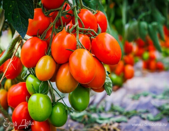Кому нельзя есть помидоры: предупреждает нутрициолог