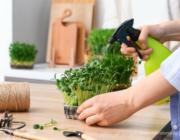 Как вырастить микрозелень дома: специалисты дали советы 04.03.23