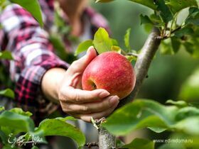 Диетолог назвала дешевый фрукт, который помогает убрать лишние килограммы