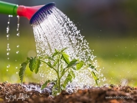 Отвечает агроном: нужно ли поливать грядки после дождя