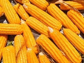Шеф-повара единогласно назвали лучший способ приготовления кукурузы