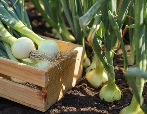 Чем подкормить лук в июле, чтобы собрать крепкий урожай? 