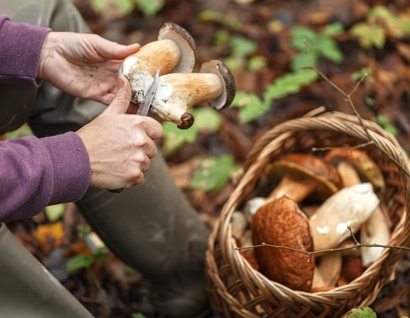 Срезать нельзя? Миколог познакомила россиян с правильным способом собирать грибы Срезать нельзя? Миколог познакомила россиян с правильным способом собирать грибы