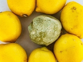 Можно ли есть фрукты, которые лежали рядом с заплесневелым? Ответили эксперты Можно ли есть фрукты, которые лежали рядом с заплесневелым? Ответили эксперты