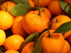 Гастроэнтеролог ответила, бывает ли от мандаринов изжога