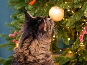 Кошке опасно есть свежую ель — как уберечь питомца от елки, а елку от питомца