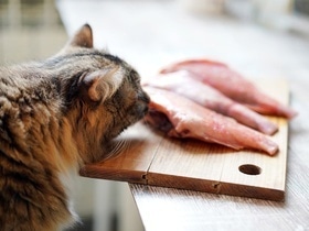 Чем нельзя угощать питомцев в Новый год — ветеринар выступил против даже "одного кусочка"