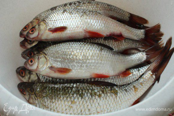 Плотва — рецепты приготовления от рыбаков со стажем