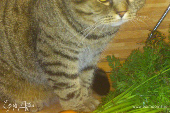 Морковочку моем, тут у меня помощник по хозяйству, очень любит нюхать морковную ботву, не смогла удержаться, чтобы не сфотографировать.