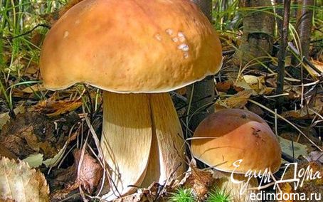 Рецепт Салат слоёный с лесными грибами