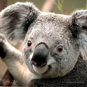 koala