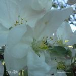 Ирина Барсукова